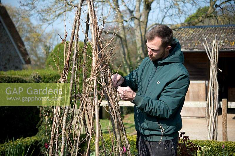 Gardener tying in peasticks to hazel poles for Sweet Peas
