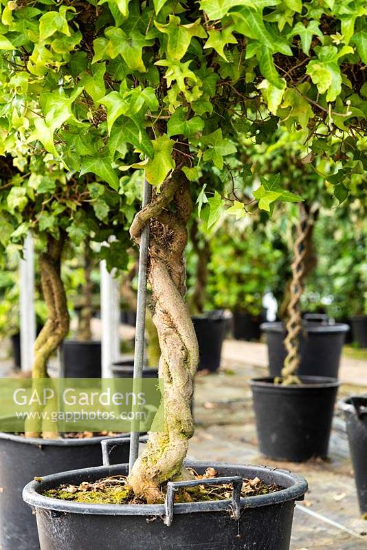 Hedera helix 'Manda's Crested' trained as a standard