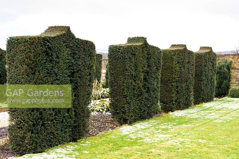 Row of clipped Taxus - Yew - as a garden divider