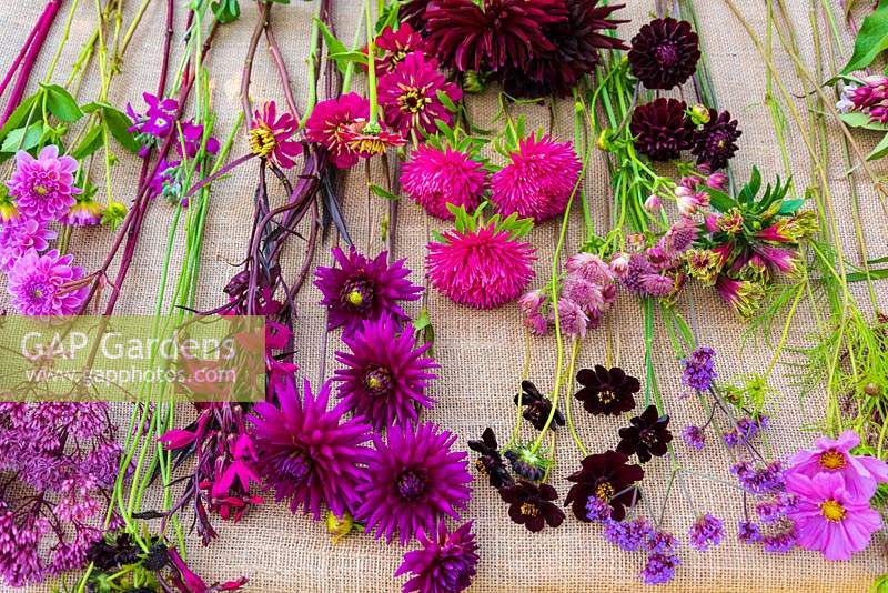 Flower stems ready to be arranged in shades of cerise, magenta and dark red including: Dahlia, Aster, Chocolate Cosmos, Astrantia and Zinnia 