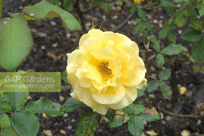 Rosa 'Freedom' - Hybrid Tea Rose