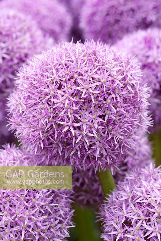 Allium 'Globemaster' - RHS Award of Garden Merit