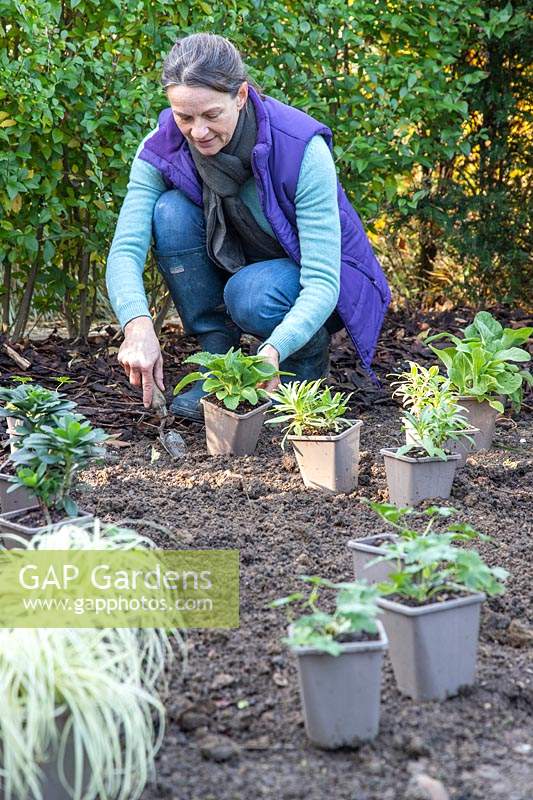 Woman planting potted perennials in anew border 