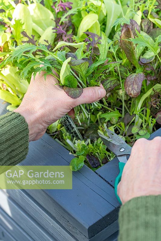 Cutting mixed salad leaves using scissors, crop growing in a container 