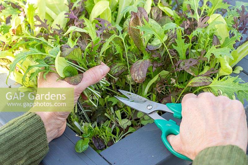 Cutting mixed lettuce leaves using scissors, crop growing in a container 