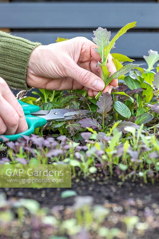 Cutting mixed salad leaves using scissors, whilst leaving nearby seedlings to grown on 