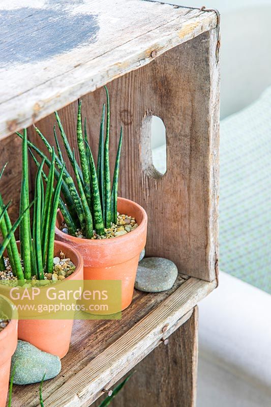 Three Sansevieria - Mother-in-laws Tongue - in pots in a rustic wooden crate