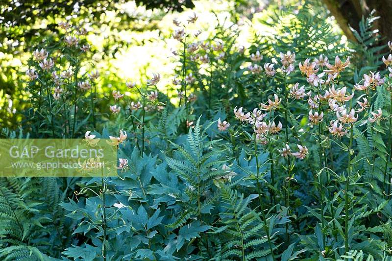 Planting combination for partial shade with Lilium martagon - Turk's Cap Lily and ferns 