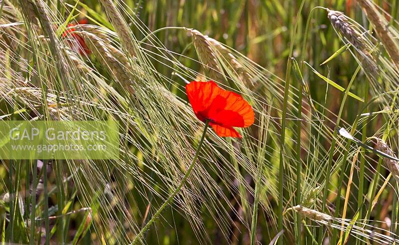 Barley and red poppies  growing at Chanticleer Garden.