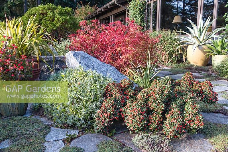 Softened by Elfin thyme, the flagstone patio is framed by deer-resistant, drought tolerant plants both in-ground and in containers. These include spiky Agave, Euphorbia species, Lavandula and a low growing berried Cotoneaster, pruned to resemble am octopus.