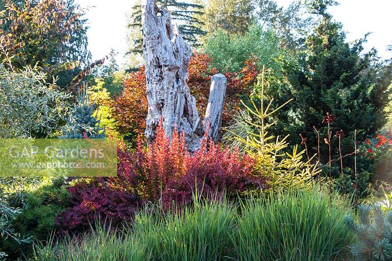 Deer-resistant, drought tolerant plantings surround sculptural tree snag in country garden. Includes conifers, shrubs and ornamental grasses