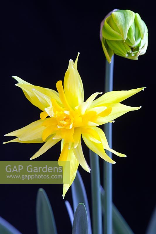 Narcissus 'Rip van Winkle' - Dwarf Daffodil - black background 