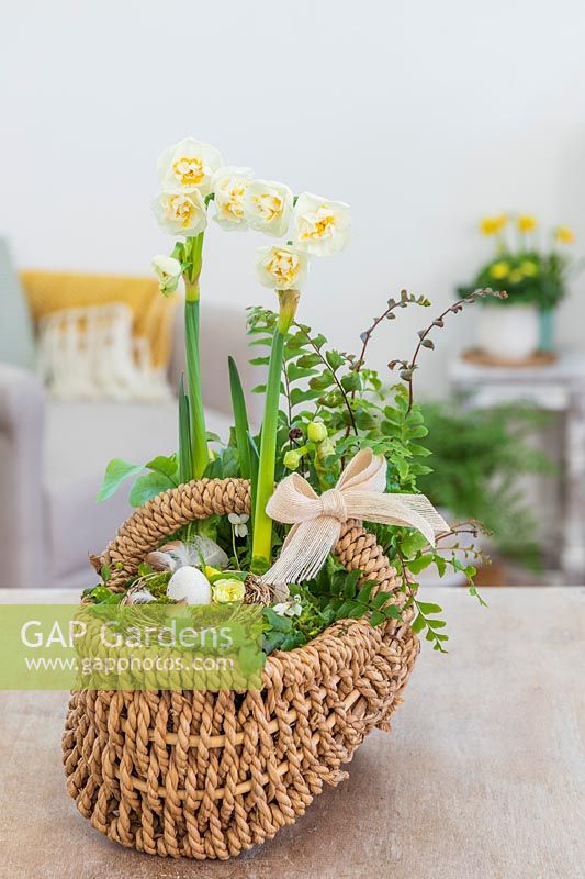 Woven basket planted with Narcissus 'Bridal Crown', Ferns and small nest with eggs and Primula flowers