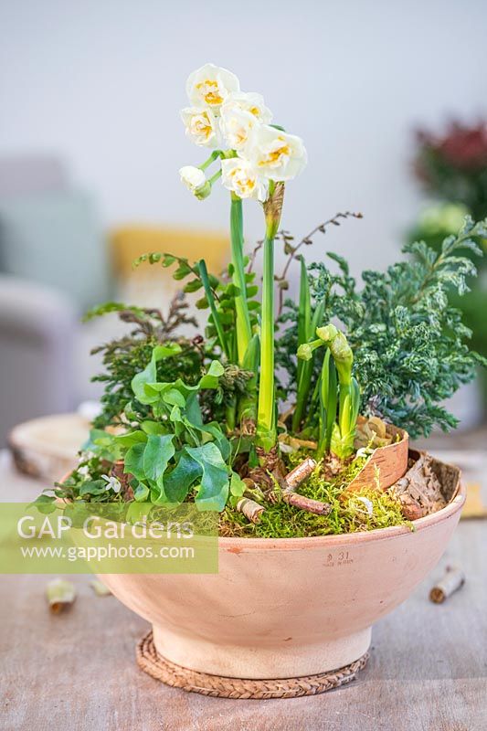 Floral arrangement in bowl with Narcissus 'Bridal Crown', Ferns, white Viola and bark