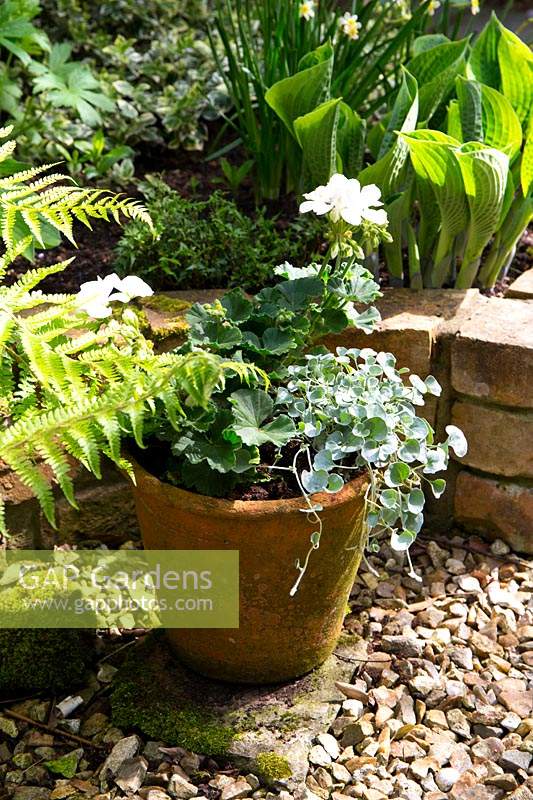 White flowered Pelargonium and silver grey foliage plant fill an old terracotta pot on gravel