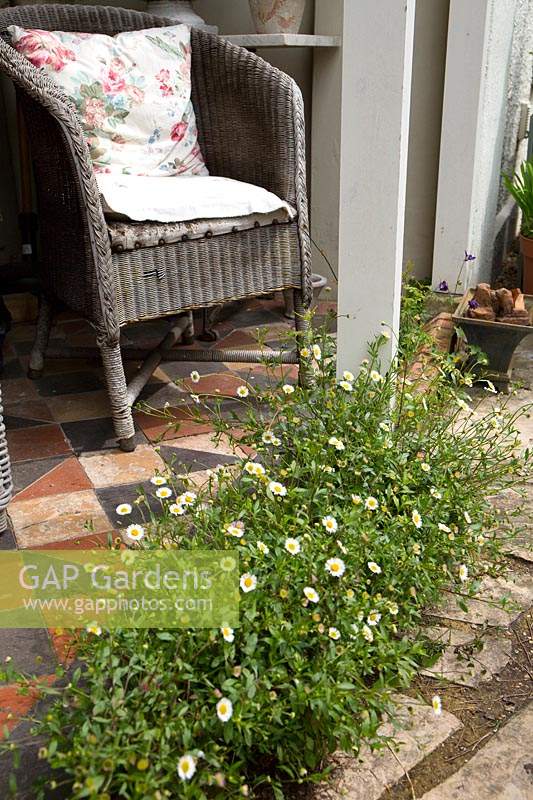 Paving with planting pockets allows Erigeron karvinskianus to self seed along the edge of the path and tiled floor of veranda