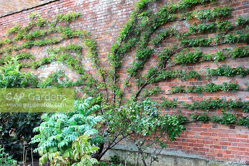 Rosa Frances E. Lester trained onto a brick wall at Thenford Arboretum, UK