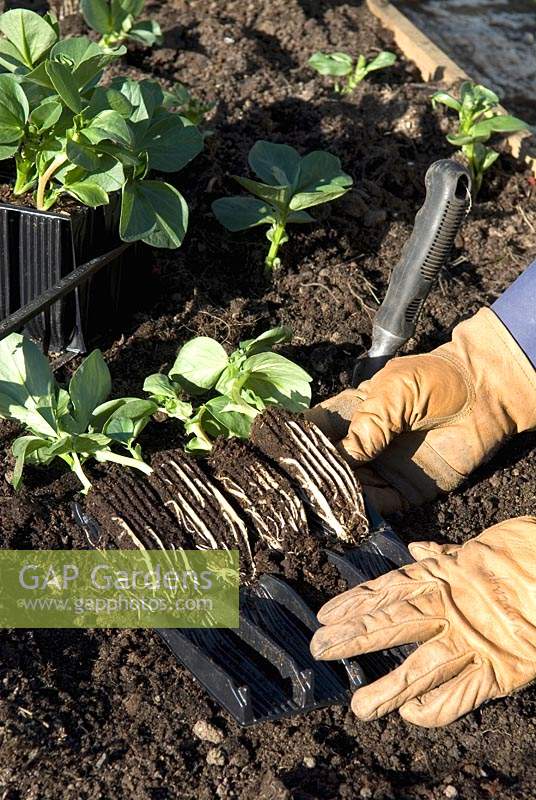 Use of root trainers to encourage strong root growth on young Broad Bean plants