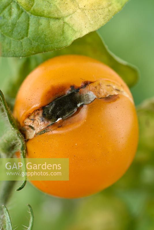 Solanum lycopersicum 'Venus' - Yellow Orange Cherry Tomato - dwarf bush variety  syn.  Lycopersicon esculentum,  split and mouldy fruit 