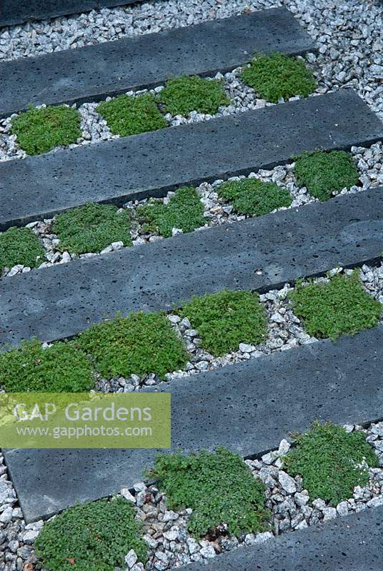 Clumps of Thymus - Thyme - planted between concrete sleepers with dressing of granite chips - RHS Chelsea Flower Show 