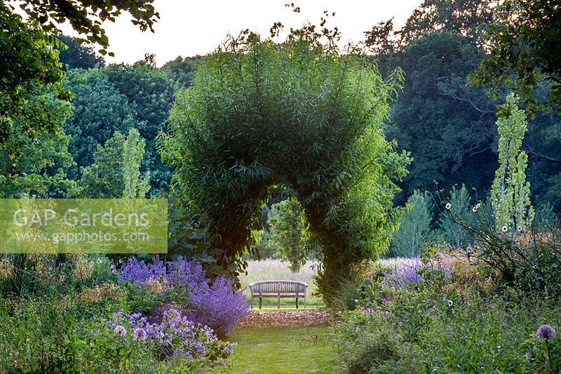 The end of the Wildflower Garden with its willow arch - Salix sp. and bench beyond as the sun drops behind the woodland shelter belt. Plants include Stipa gigantea, Cephalaria gigantea, and catmint - Nepeta sp.