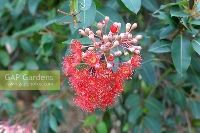 Corymbia ficifolia, red flowering gum