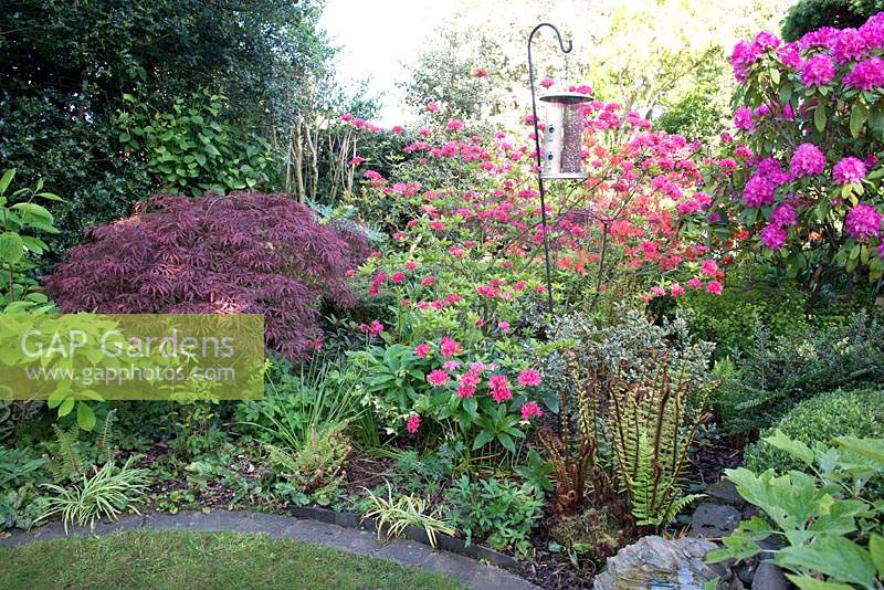 Front border in Spring at Brooke Cottage with shrubs trees and perennials including Rhododendrons, Azaleas, Acer palmatum and ferns