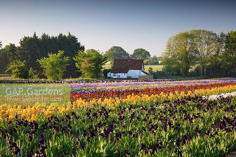 Howard Nurseries open ground bearded Iris fields in May.