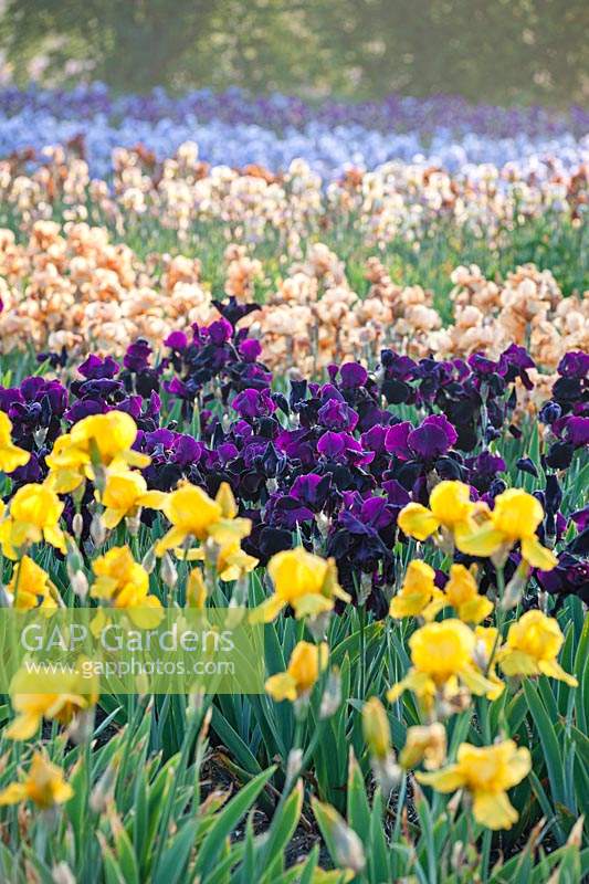 Iris 'Black Swan' in centre with Iris 'Pink Charm' in foreground at Howard Nurseries open ground bearded Iris fields in May. 