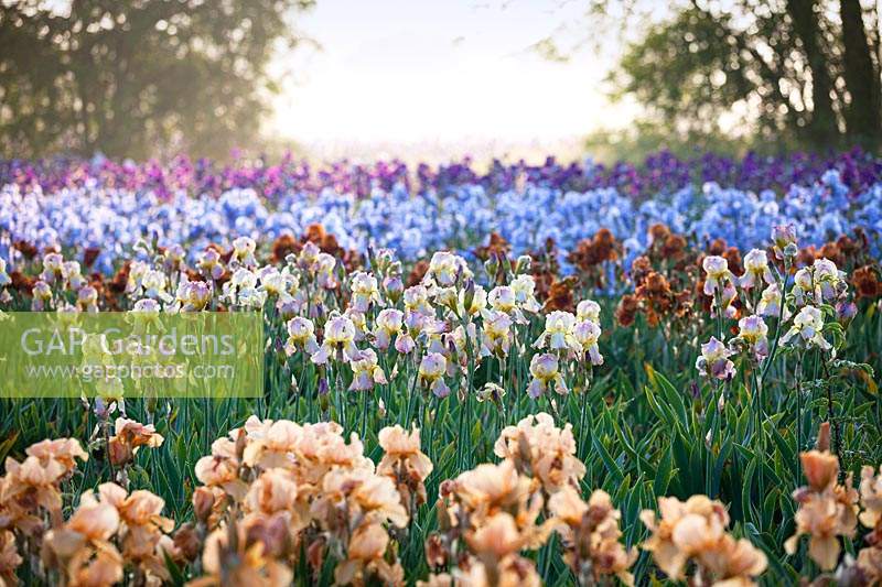Iris 'Pink Charm' in foreground, then Iris 'Chantilly', Iris 'Carnival Time', and Iris 'Jane Phillips' at Howard Nurseries open ground fields. 