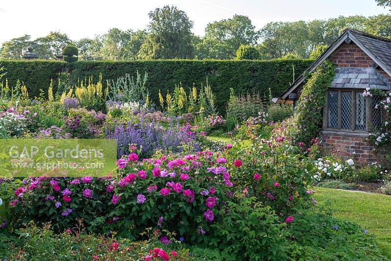 The Shrub Rose Garden. Borders of roses and perennials leading to the Tea House, a C19 folly.
