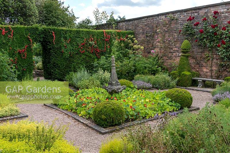 The Herb Garden. A small, formal, walled space planted with herbs, annuals, box topiary and roses. Arley Hall, Cheshire, UK.
