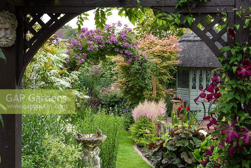 Pergola frames view of small town garden with Rosa 'Veilchenblau' on arch, golden acers and summerhouse.