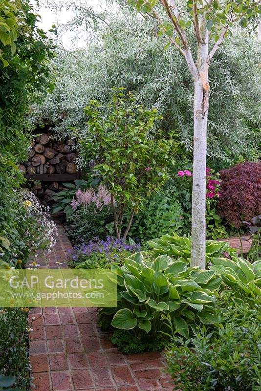 A brick path leading to a log store, passing a silver birch trunk encircled by Hostas, Camellia, Campanula, Astilbe and weeping pear.