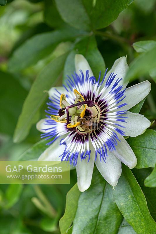 Passiflora caerulea - passion flower 