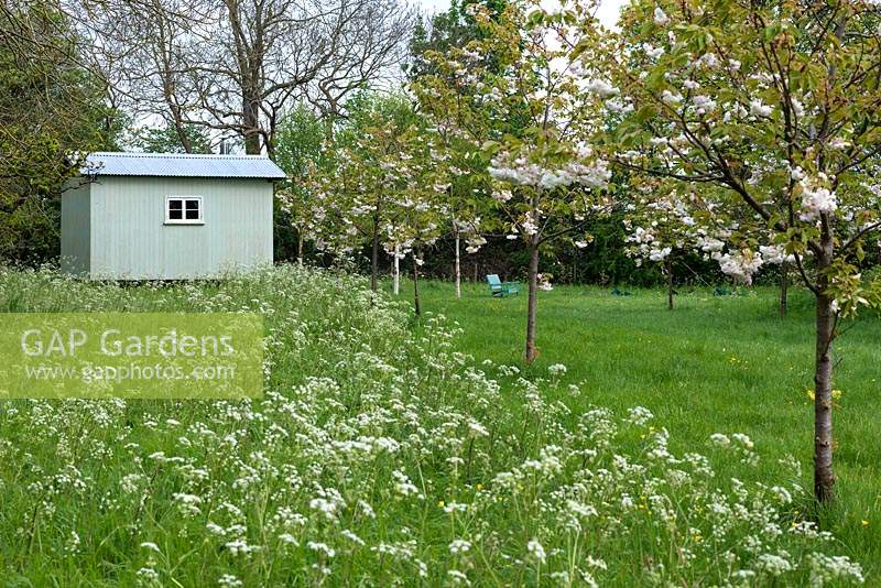 A shepherd's hut in a meadow, seen across a sea of cow parsley, and reached via an avenue of young ornamental cherry trees, Prunus shimidsu 'Sakura'.