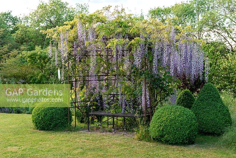 A metal seating arbour is clad in  Wisteria floribunda,  Japanese wisteria, flanked by box balls and cones and offset by a lawn edged in free-form herbaceous borders.