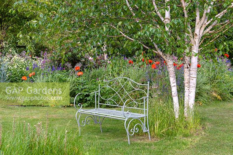 A metal bench and multi-stemmed West Himalayan Birch, Betula utilis var. jacquemontii by grass paths with small wild clumps of grasses and perennials. Behind a colourful mixed border is filled with poppies and irises.