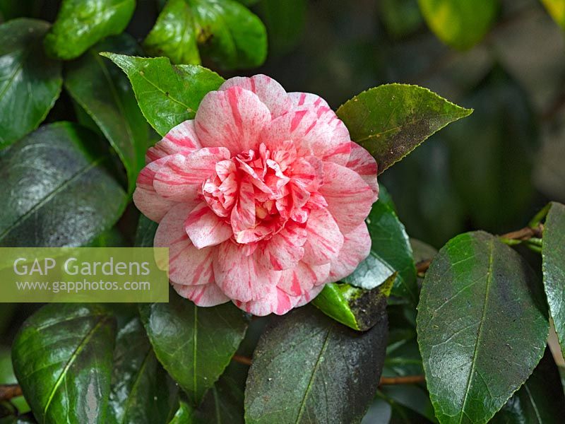 Camellia 'William Bartlett' - February 