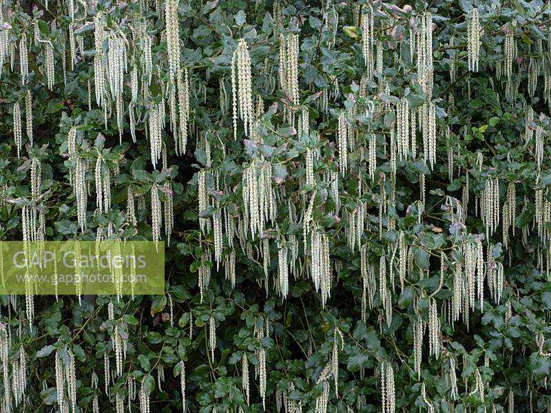 Garrya elliptica, silk-tassel bush - January