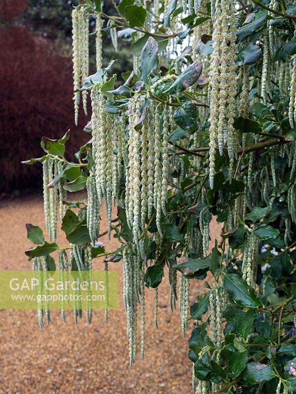 Garrya elliptica - silk-tassel bush