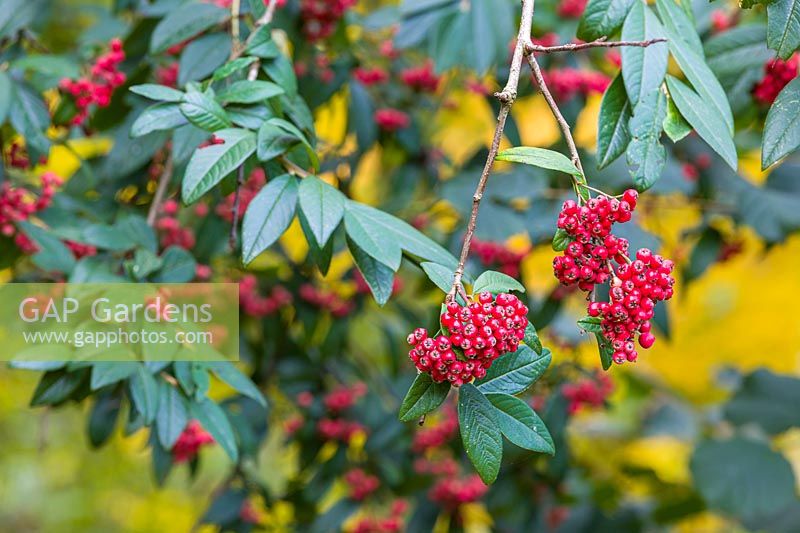 Cotoneaster and berries at Dorothy Clive Garden, Willoughbridge, Staffordshire, U.K.