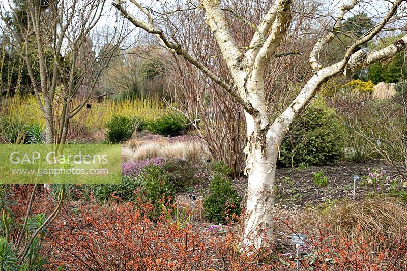 Betula ermanii in the winter garden at the Hillier Gardens, U.K.