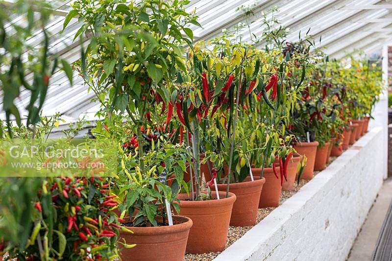 Display of Chillis including Chilli 'Thai Green Curry' in the glasshouse at West Dean Gardens, West Sussex