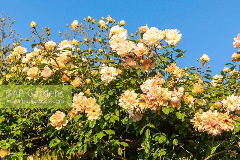 Climbing rose Rosa 'Phyllis Bide' - David Austin Rose Gardens