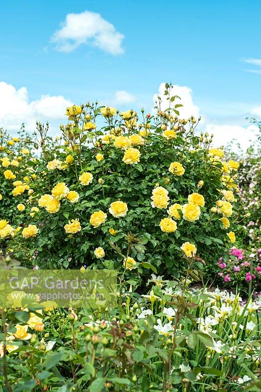 Rosa 'Molineux' trained as a standard Rose.  David Austin Rose Gardens, Shropshire