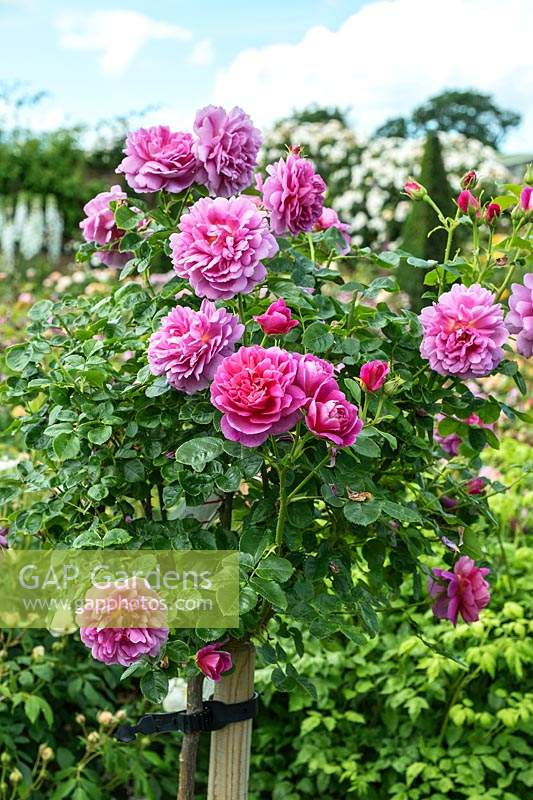 Rosa 'Princess Anne' trained as a standard Rose - David Austin Rose Gardens, Shropshire