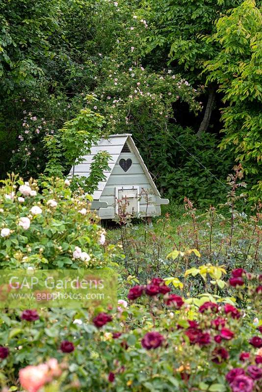 Wooden hen house viewed over bed of roses.