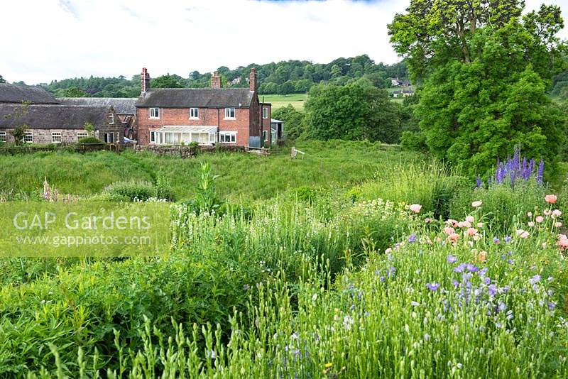 Annual and perennial cut flower meadow at Brook House Farm, Quirky Flowers. 