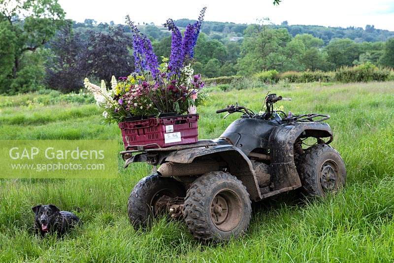 Pet dog Barry next to quadbike with crate of freshly picked flowers grown at Pam Moseley's flower farm, Quirky Flowers.